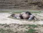 Zoo - Plaisance du Touch - Août 2005